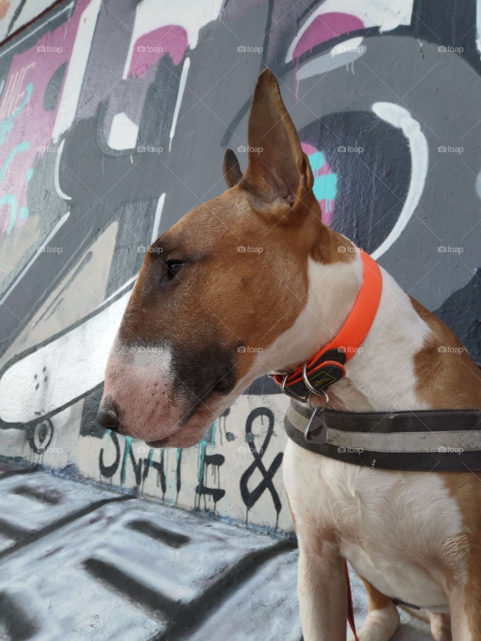 Bullterrier & Graffiti