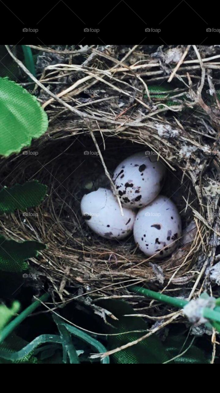 Bird eggs in nest