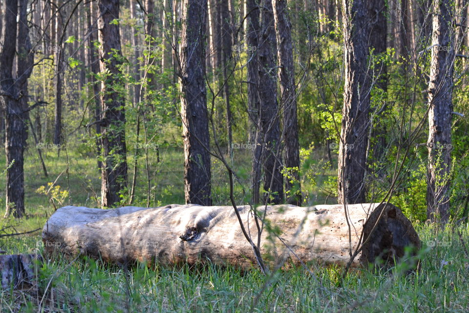 morning in the forest