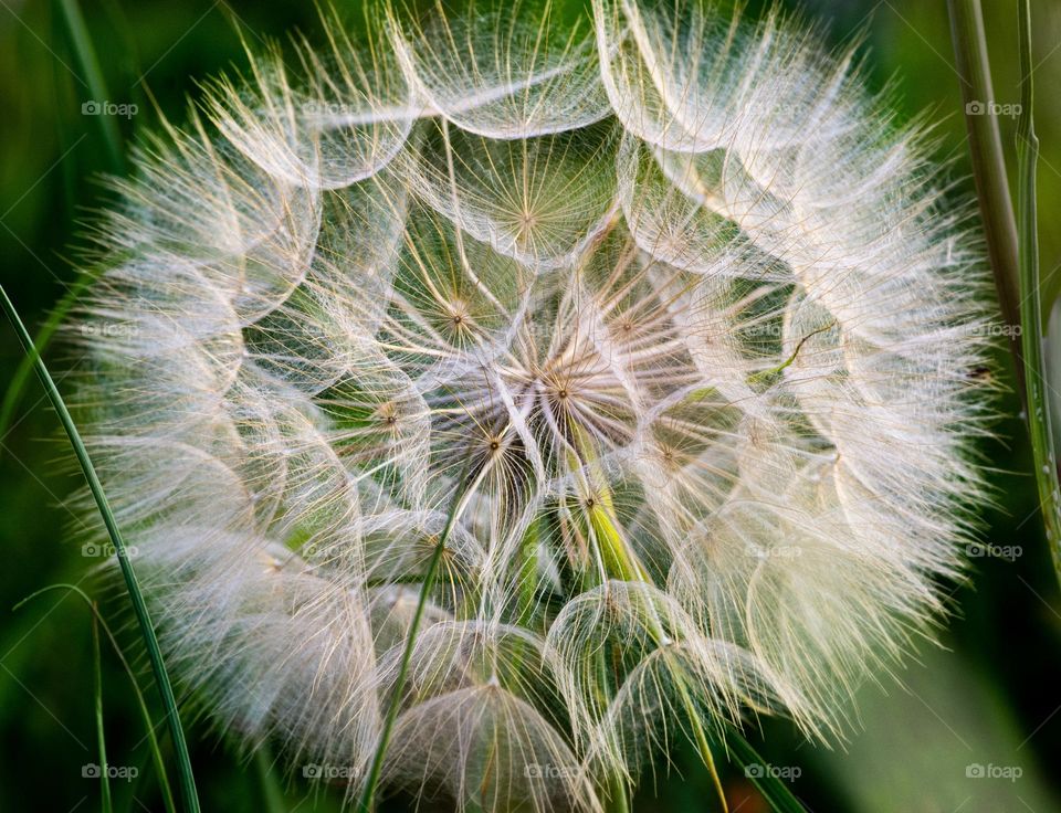 dandelion closeup