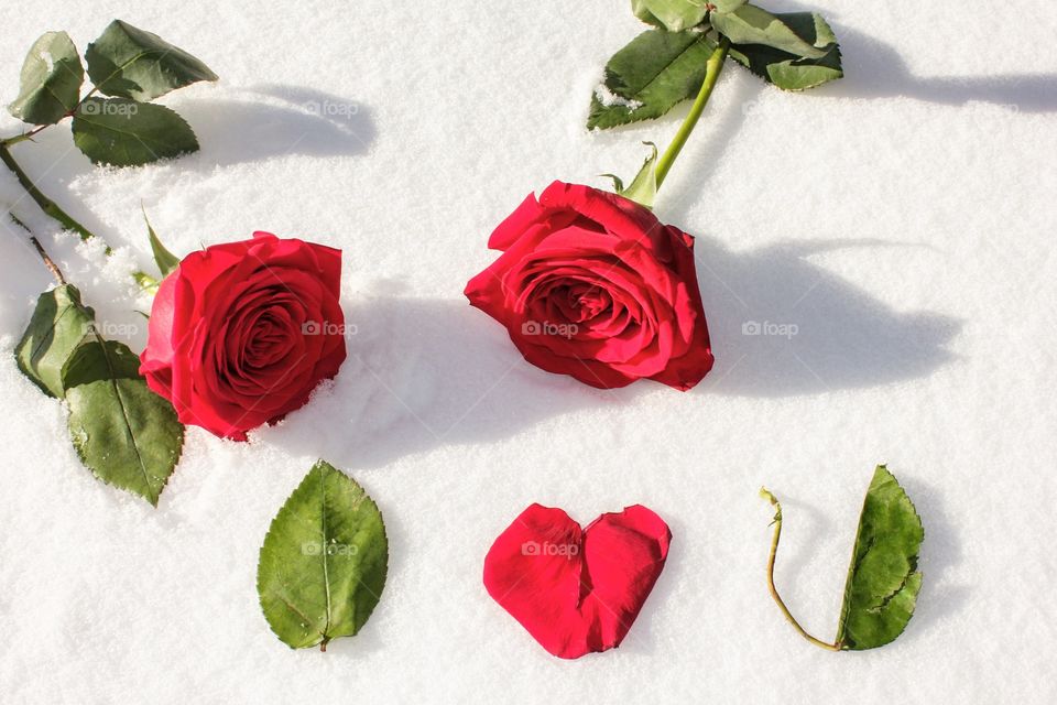Two roses on snow