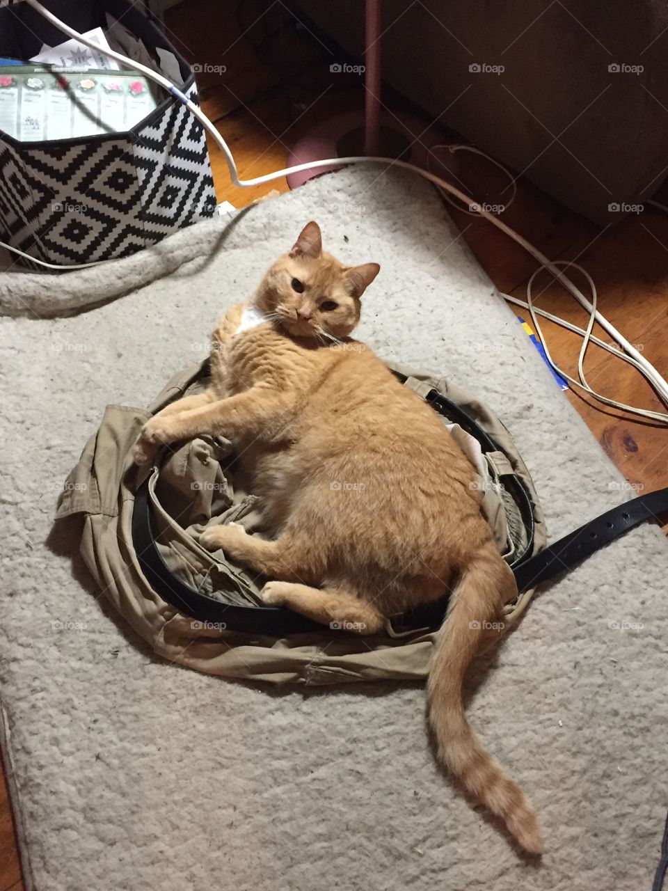 Who needs a cat bed?