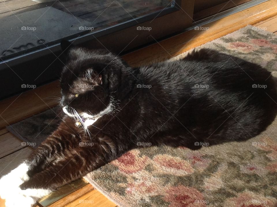 Reflection of light of cat laying in the sunlight.