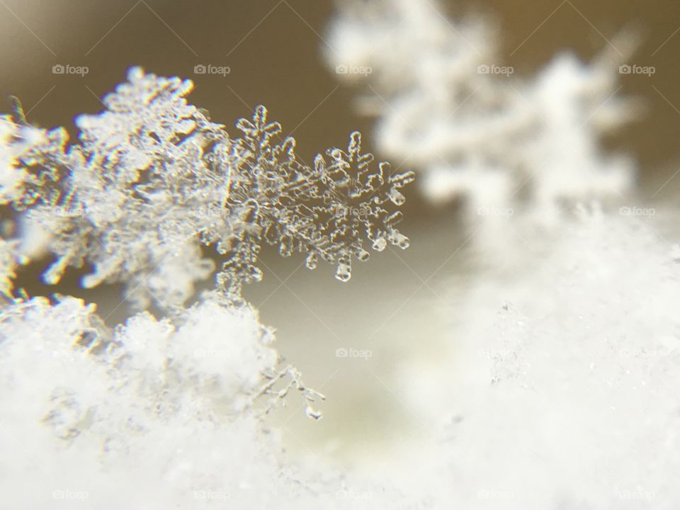 Beautiful frozen freshly fallen snowflake 
