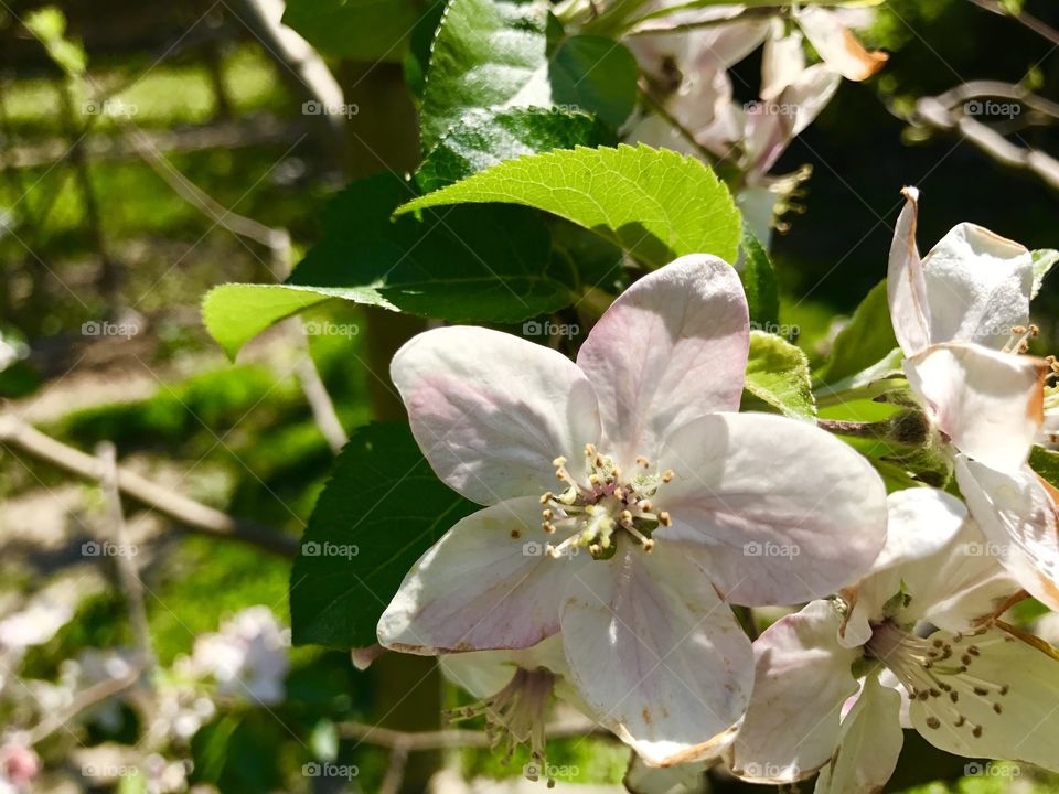 Flower, Nature, Flora, Leaf, Tree