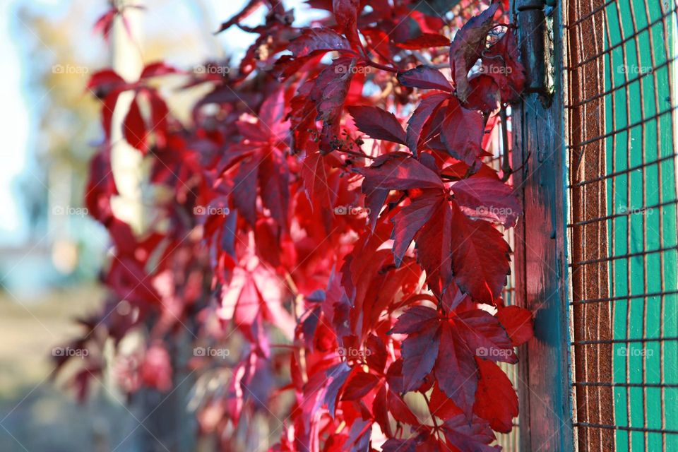 red autumn grape leaves on the fence