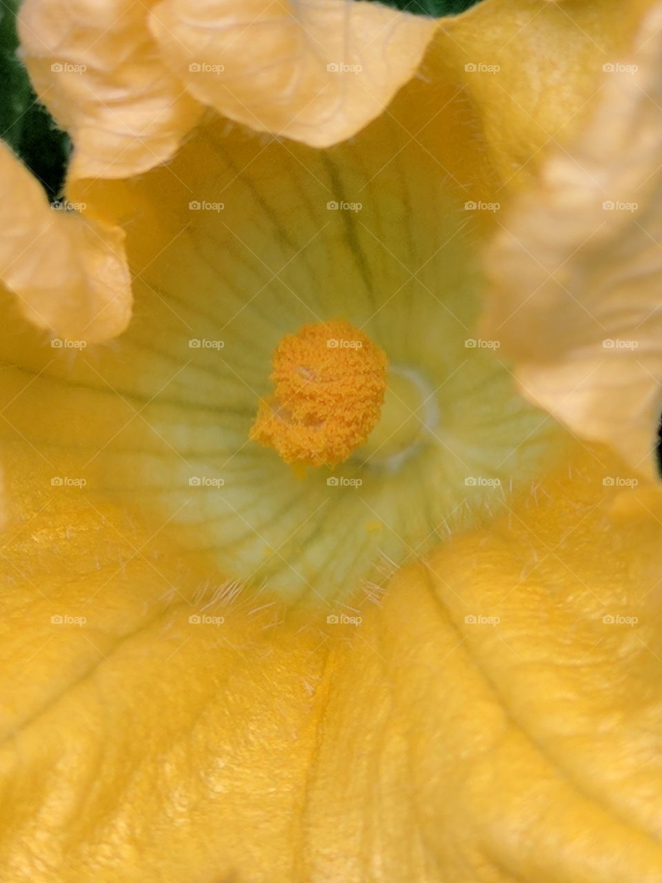 squash in the making