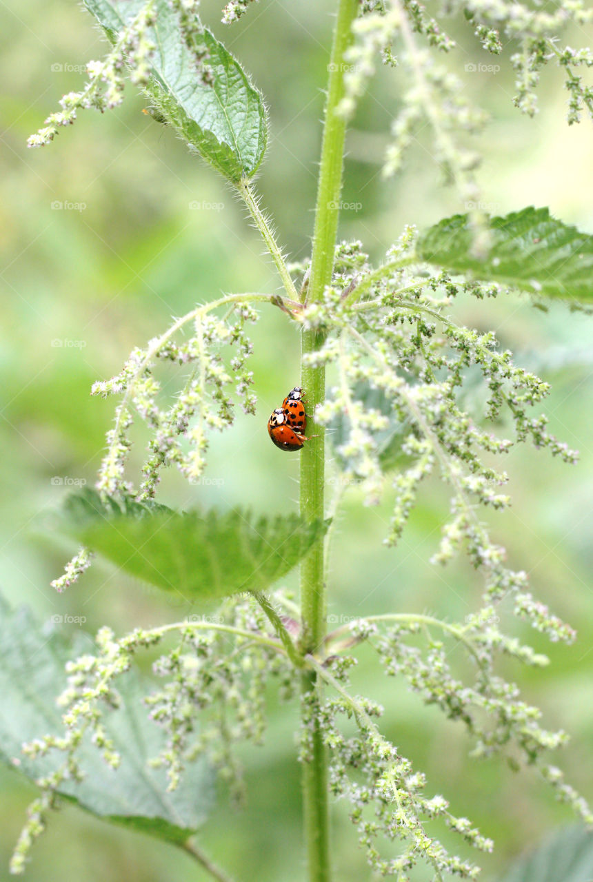 Ladybugs love on the stem of plant, outdoor, macro