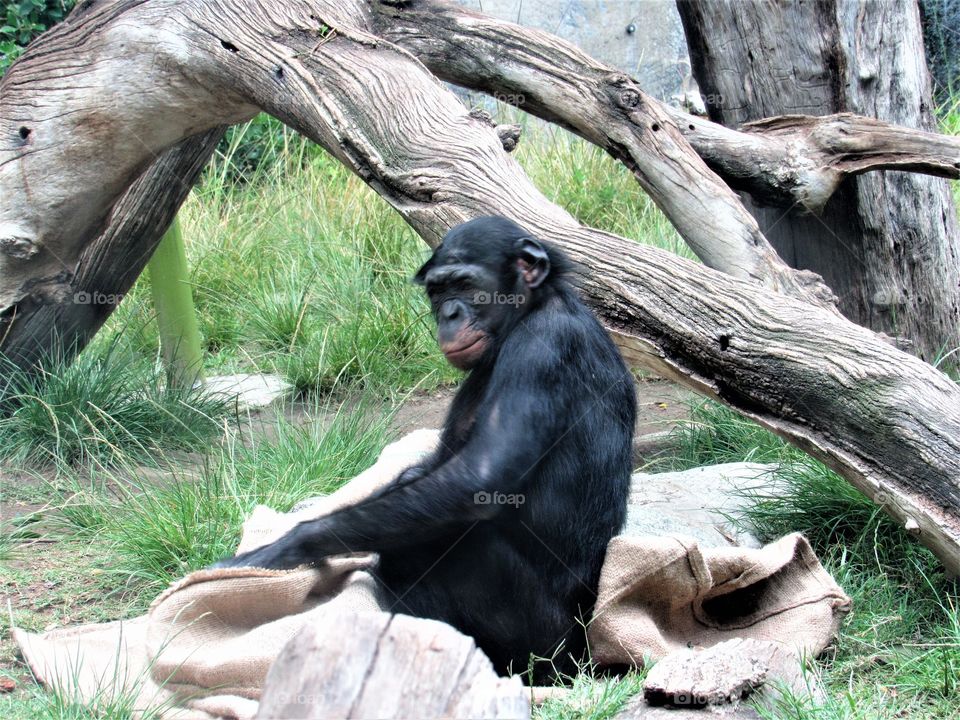 Chimpanzee sleeping bag