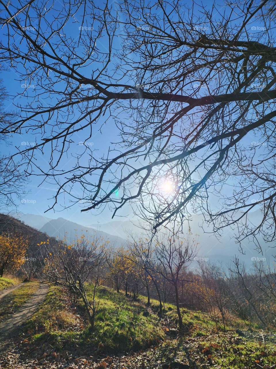 This breathtaking photo captures the serene beauty of nature in its purest form. Bare branches reach out against a flawless blue sky, as the soft glow of sunlight filters through, casting a golden hue over the peaceful landscape.