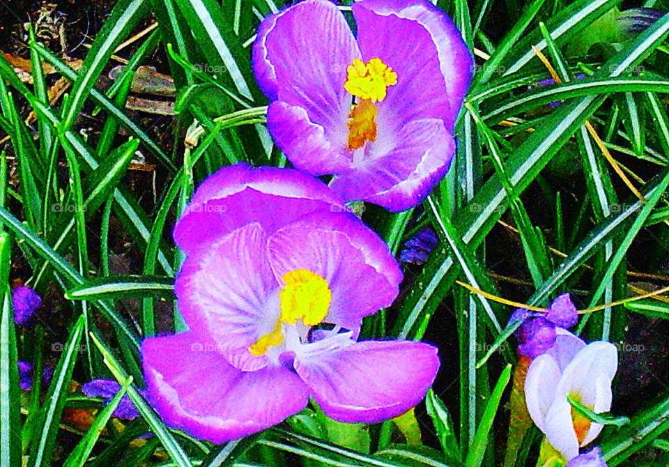 spring flower crocus by silkenjade