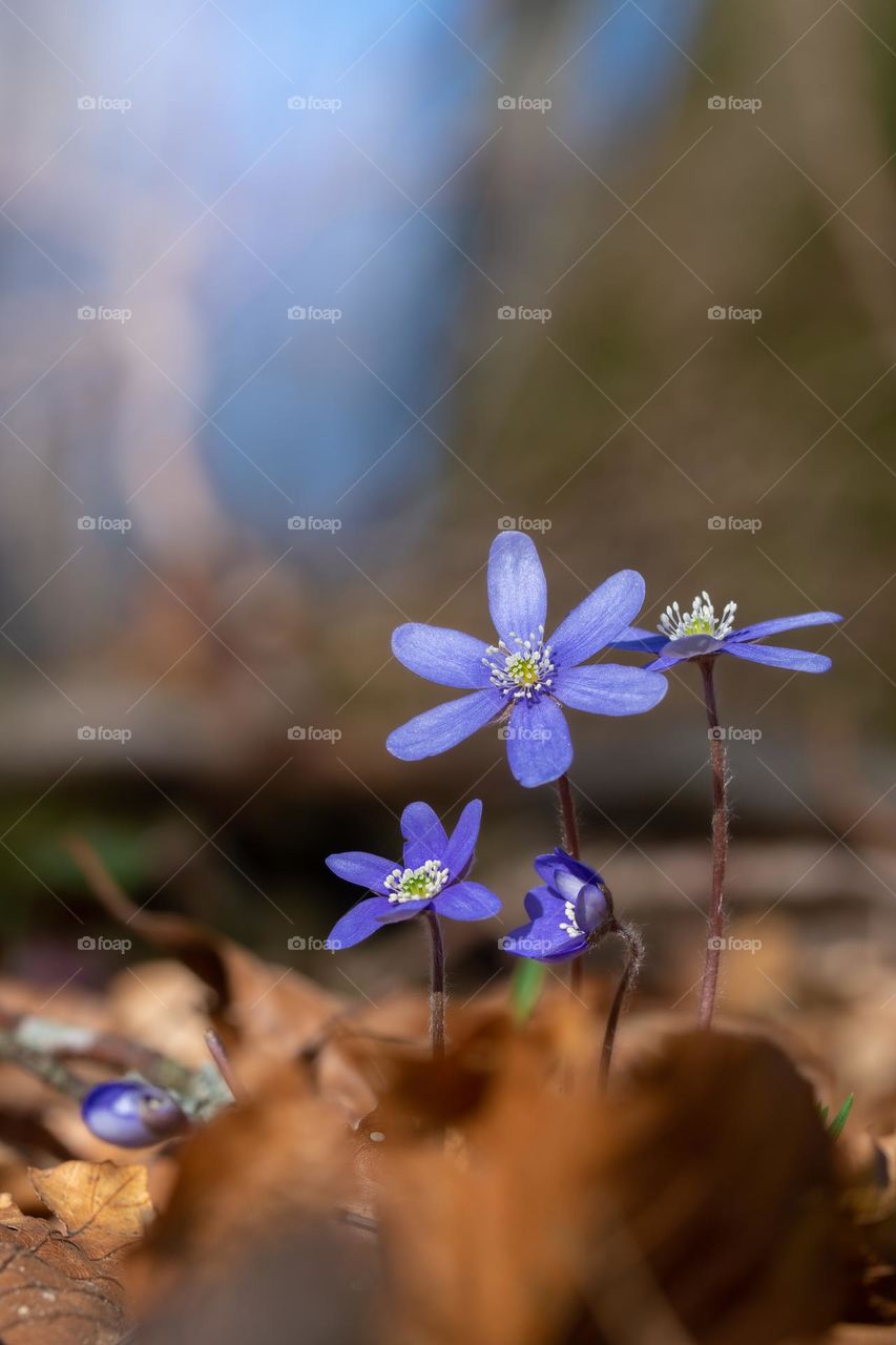 Close up or macro of blue spring flowers