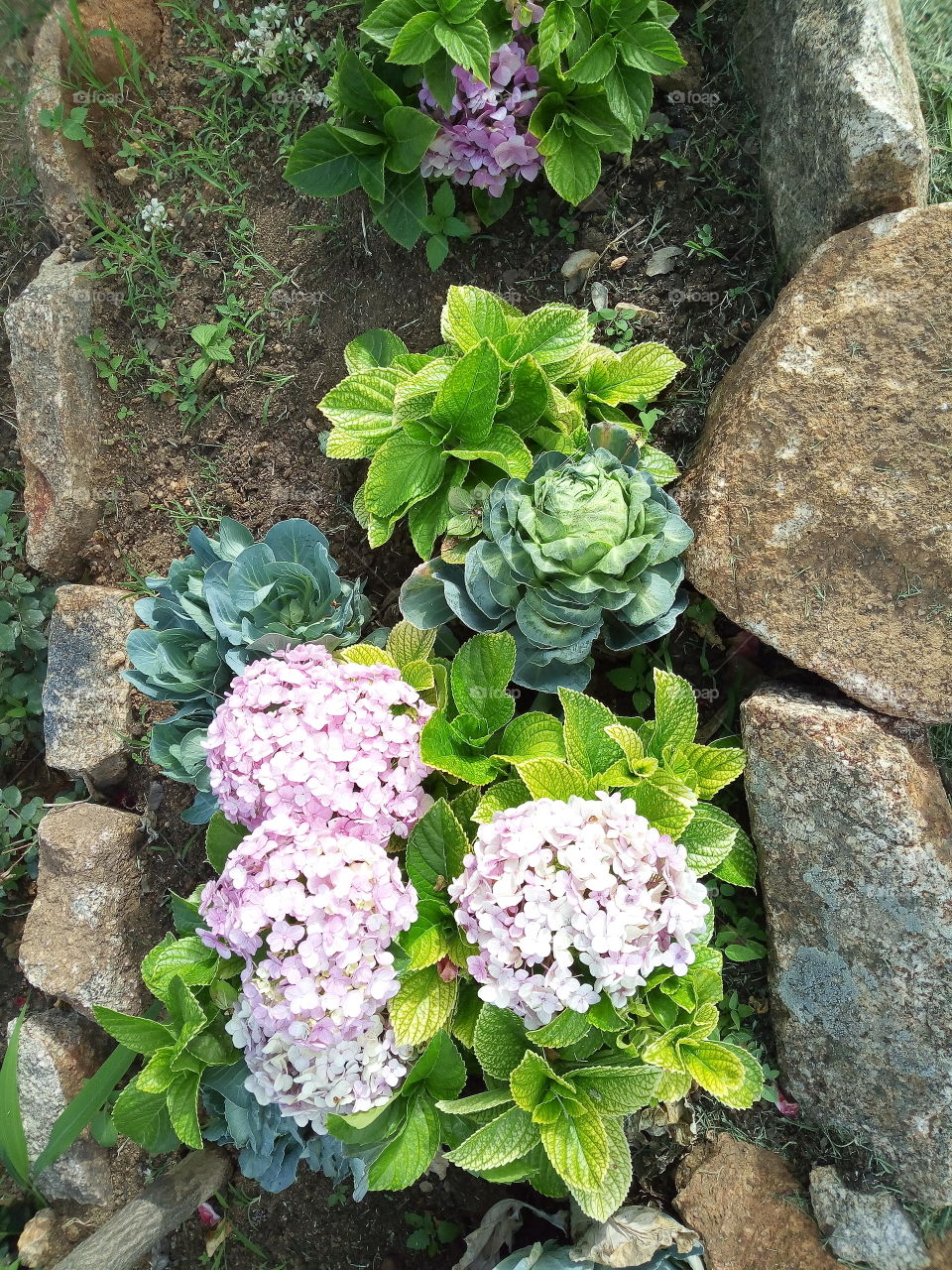 the beauty of life is living within a habitable and hygienic environment. the growth of cabbage between flowers.