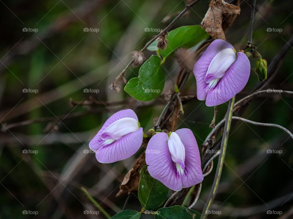 Beautiful purple wild flower in close up view with dark background 