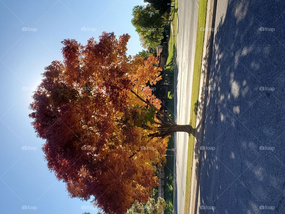 walking on an autumn afternoon