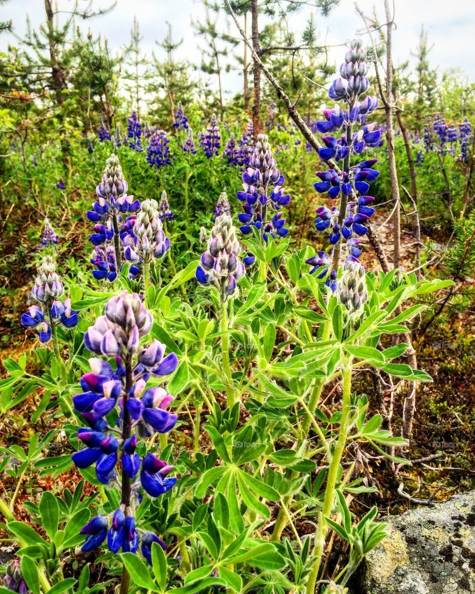 Purple  lupines in forest 