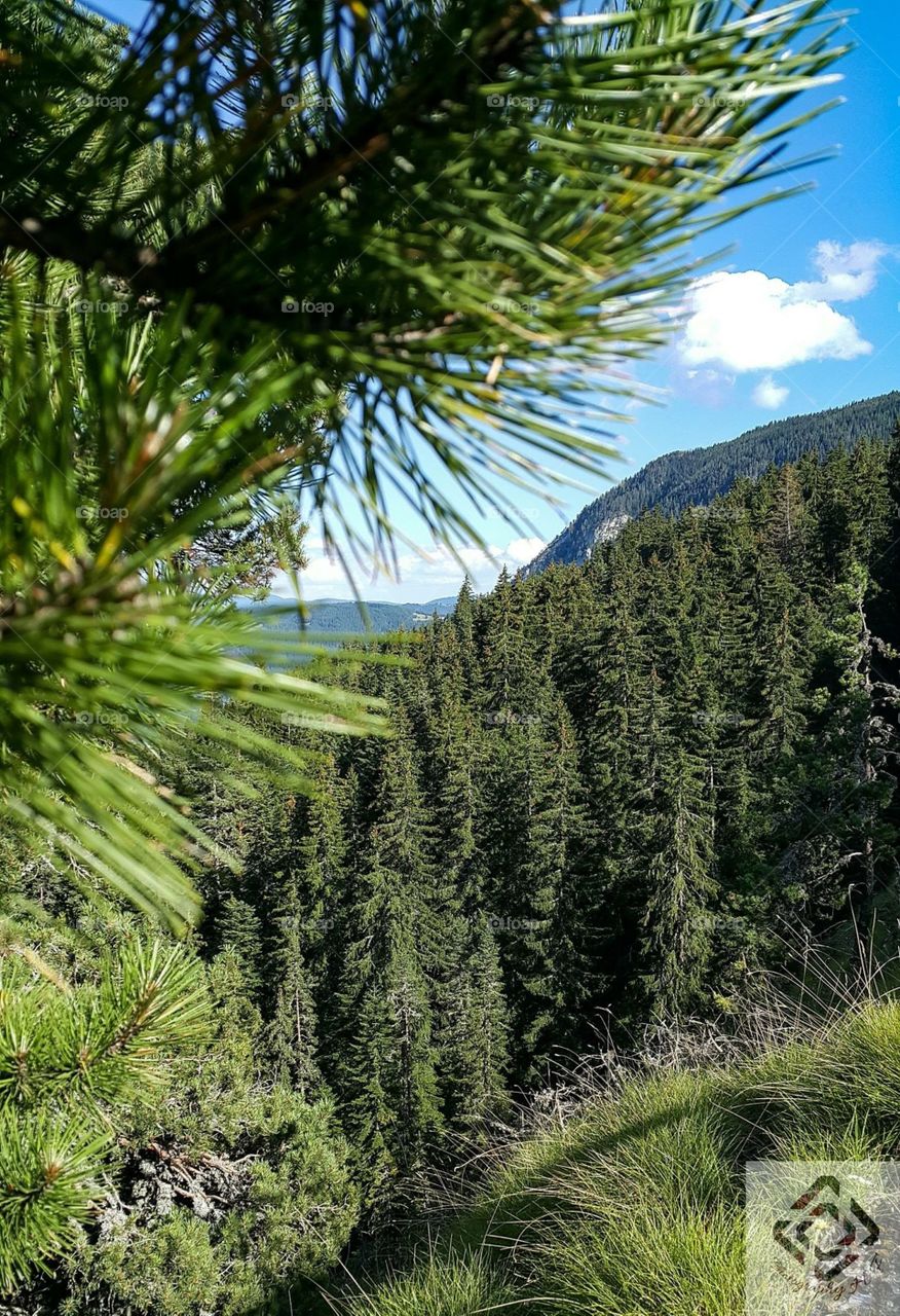 Tree, No Person, Nature, Wood, Outdoors