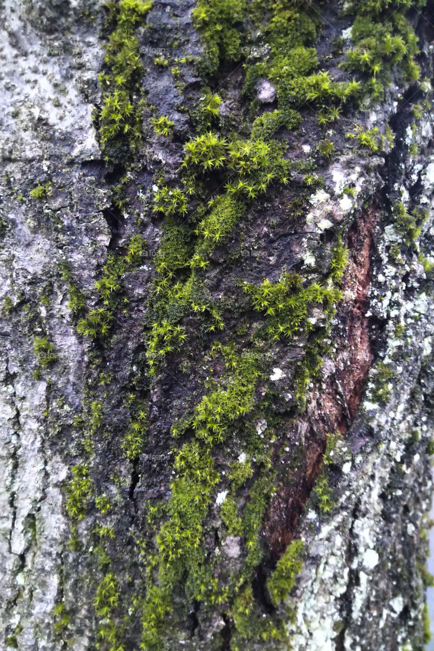 a little mossy