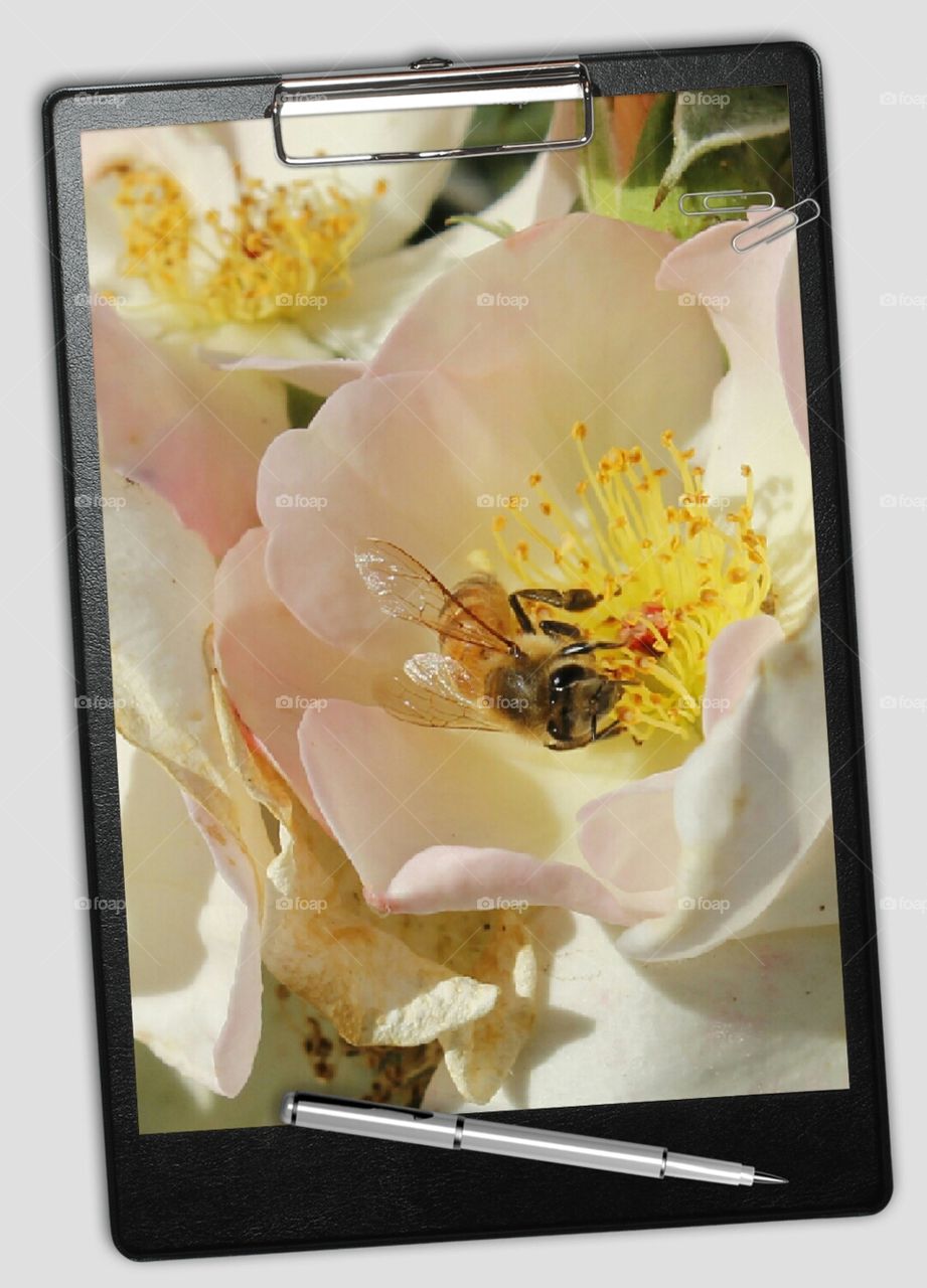 clipboard with a picture of a bee on a flower