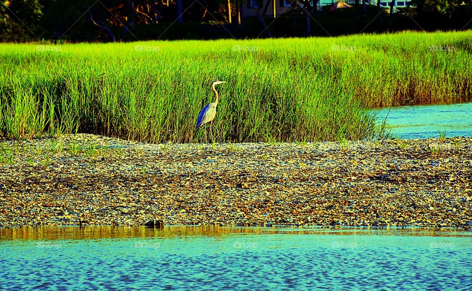 Blue heron, green marsh