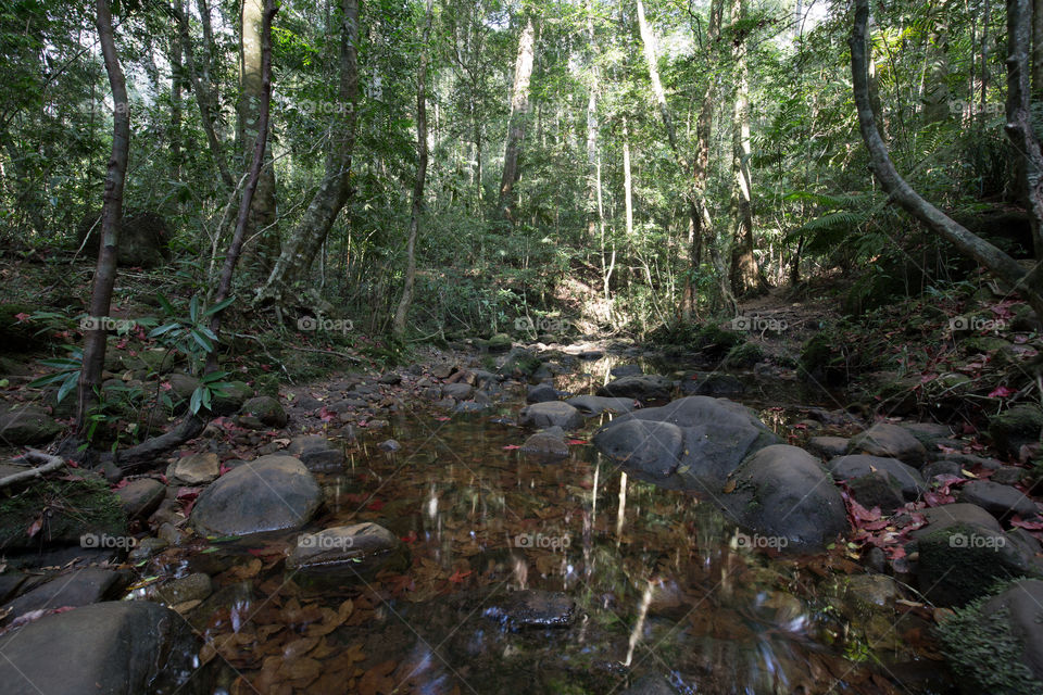 Pond in the forest 