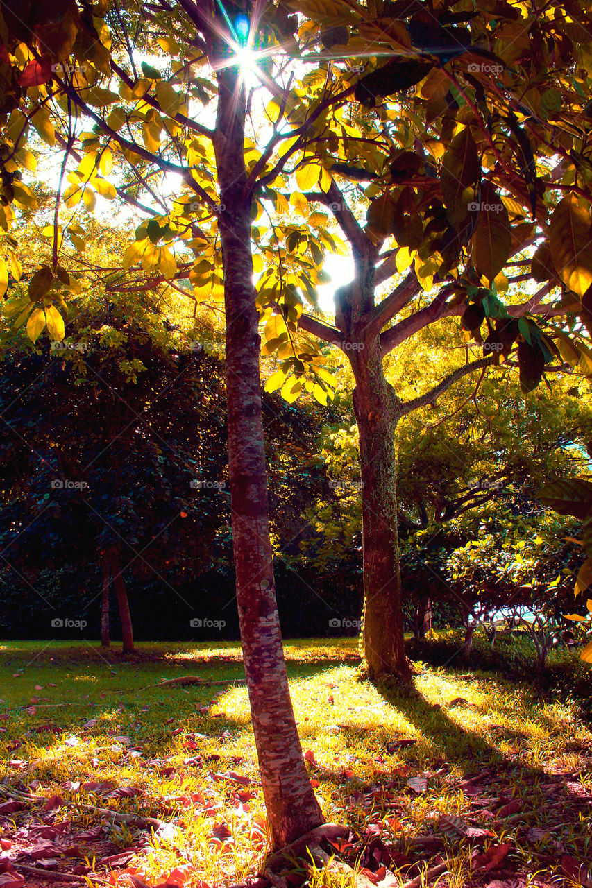 Trees in the sunlight