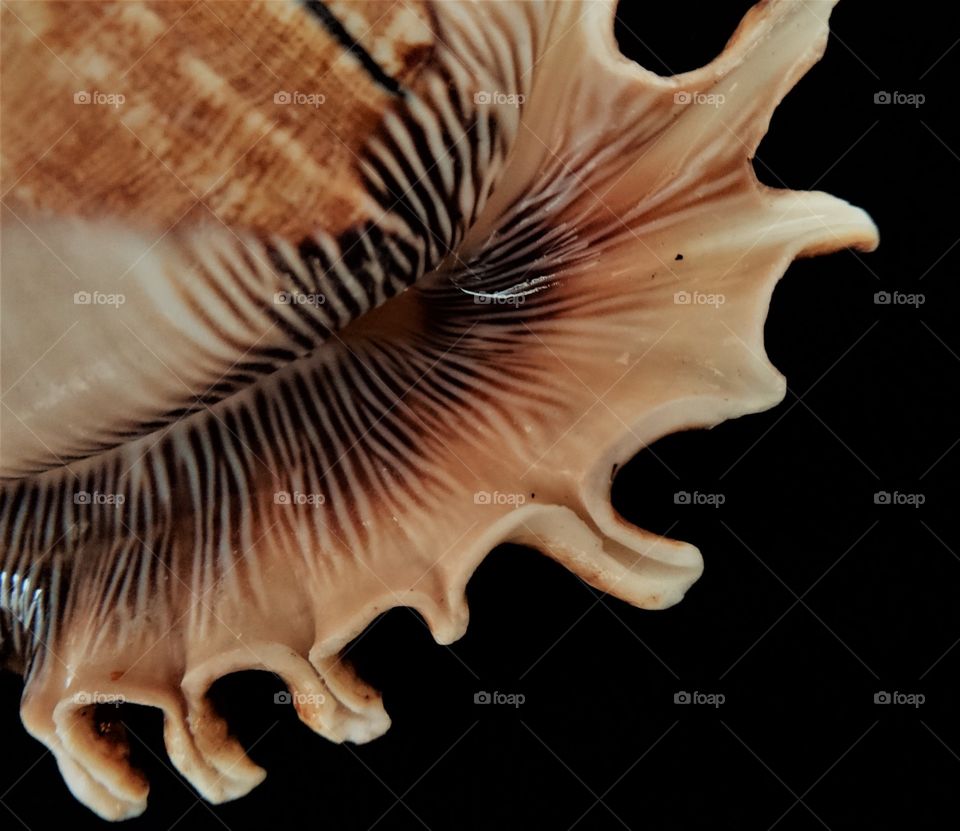 Extreme close-up of a conch shell