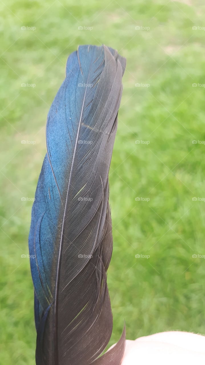 A Picture Of A Rare,Blue,Majestic Magpie Feather,have a nice day.