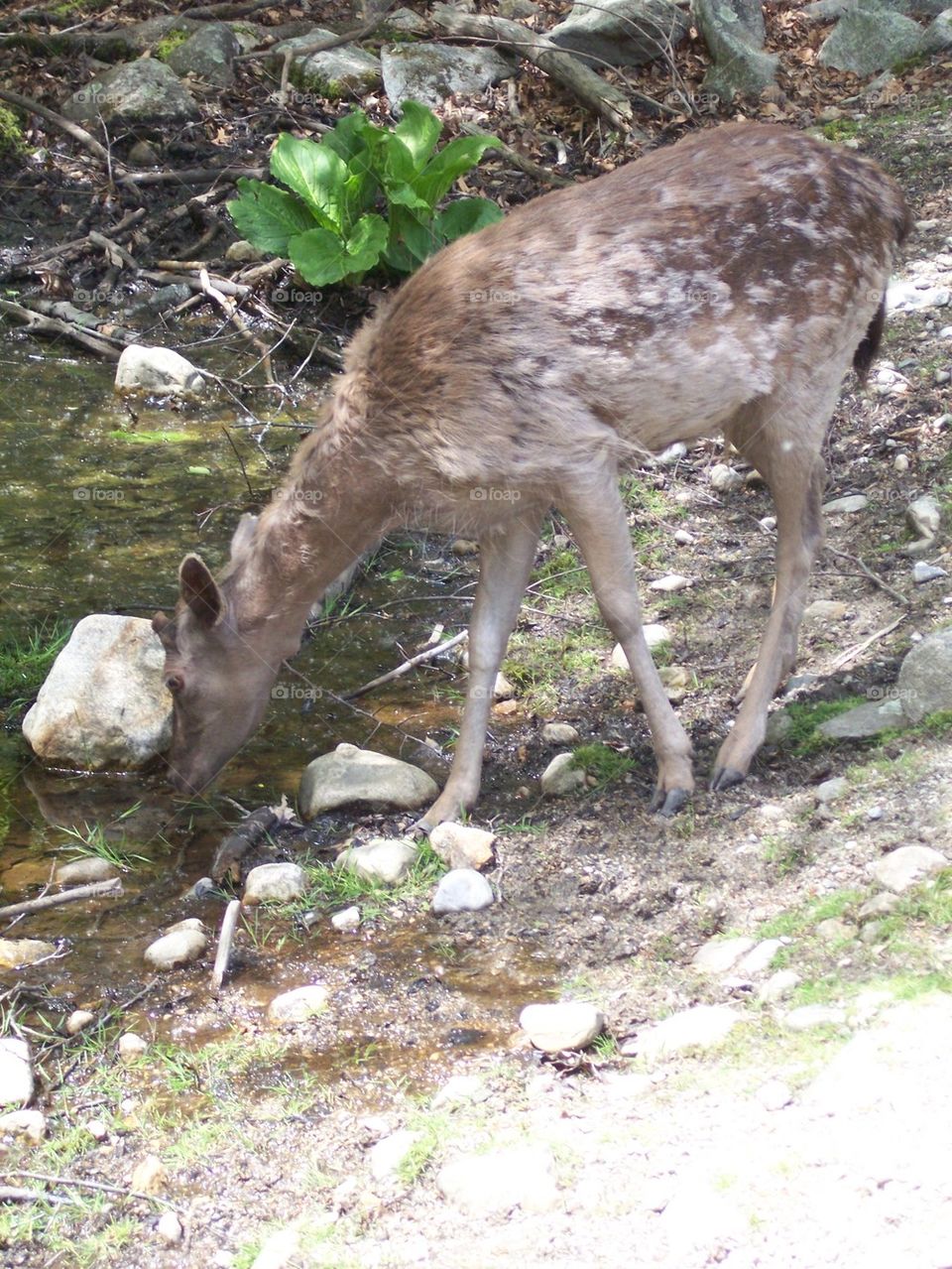 deer drinking from stream