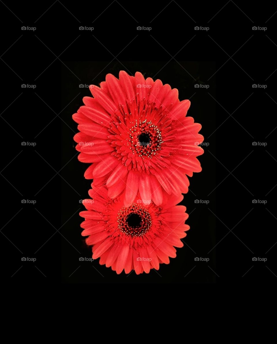 Red barberton daisy flower