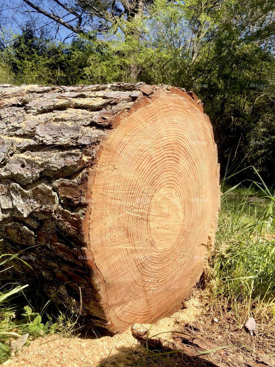 Closeup of concentric circular rings inside large sawn pine tree