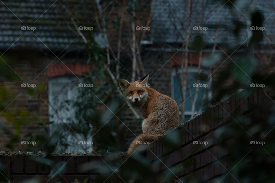 Urban wildlife, Red fox (Vulpes vulpes) wandering on top of brick wall on a very early morning during his territorial visit in residential gardens in north London, UK.