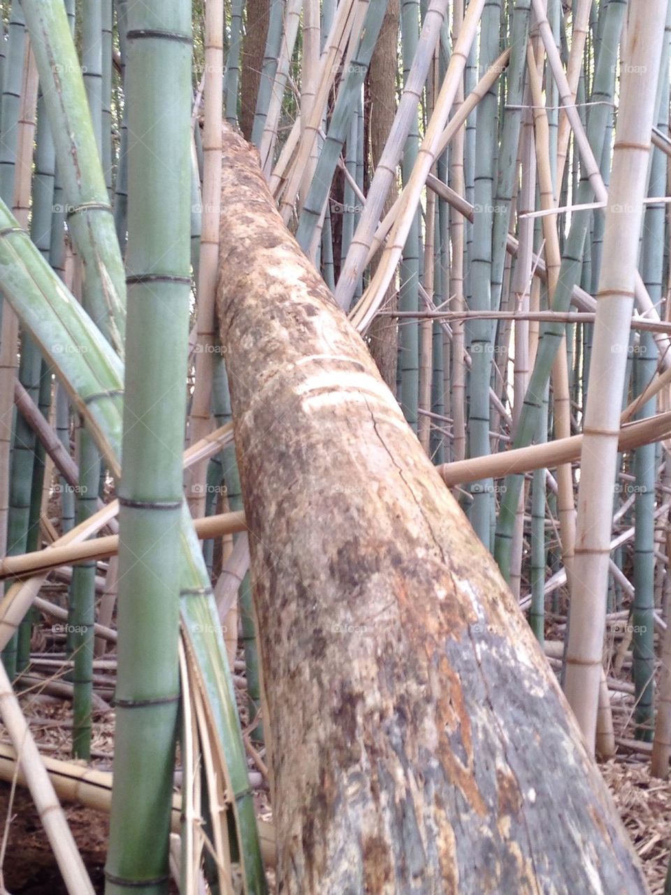 Bamboo