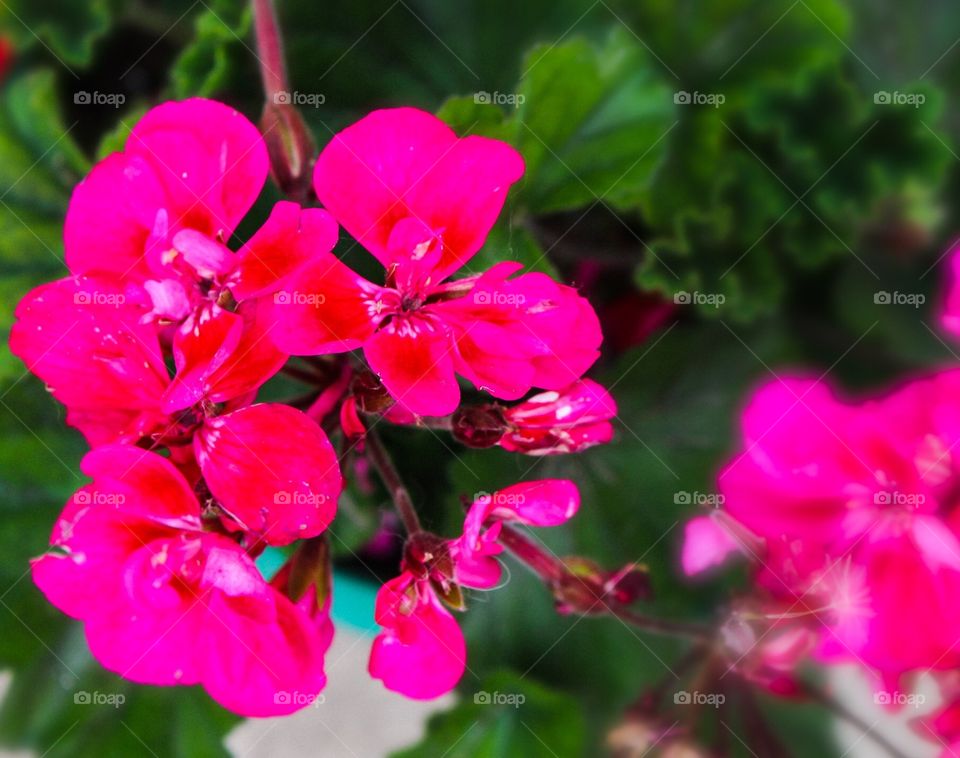 pink flower