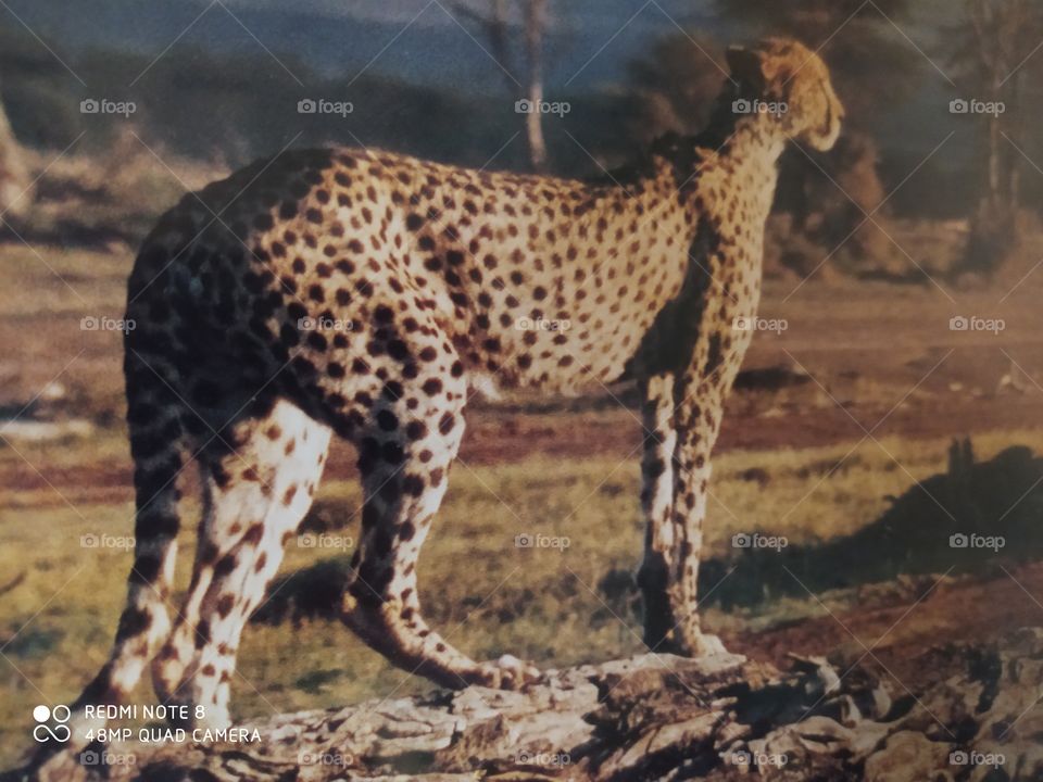 No Person, Mammal, Wildlife, Cat, Cheetah