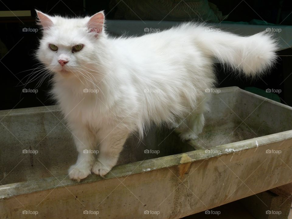 White Cat Exploring