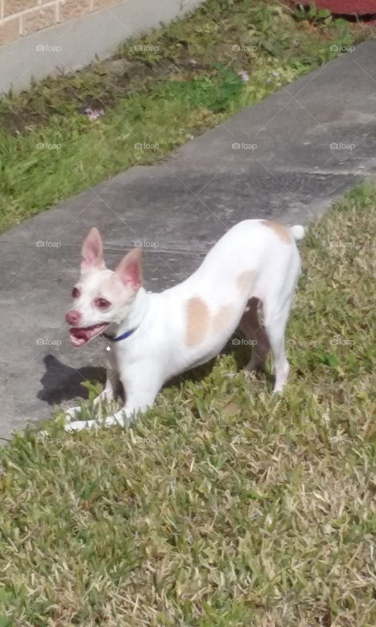 Mufasa. Mufasa he family pet.