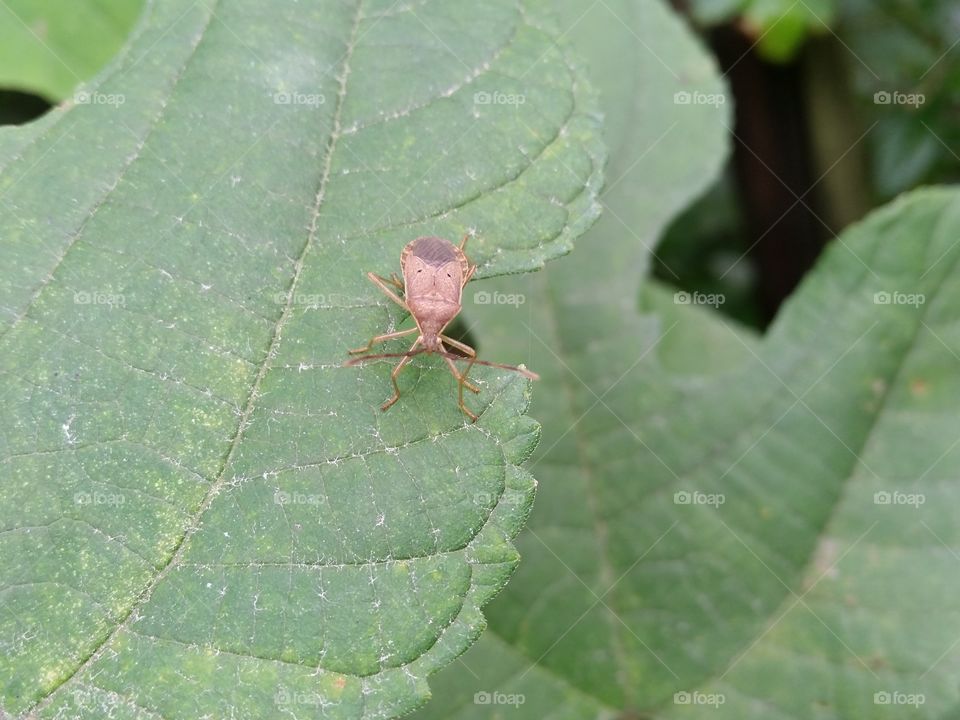 Larva of the stink bug