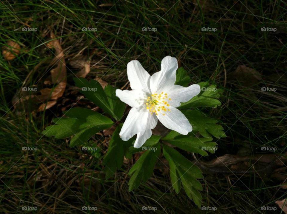 Windflower. Wonderful light condition in that specific moment of photocall. Beautiful Anemone nemorosa. The sign of early spring. 
