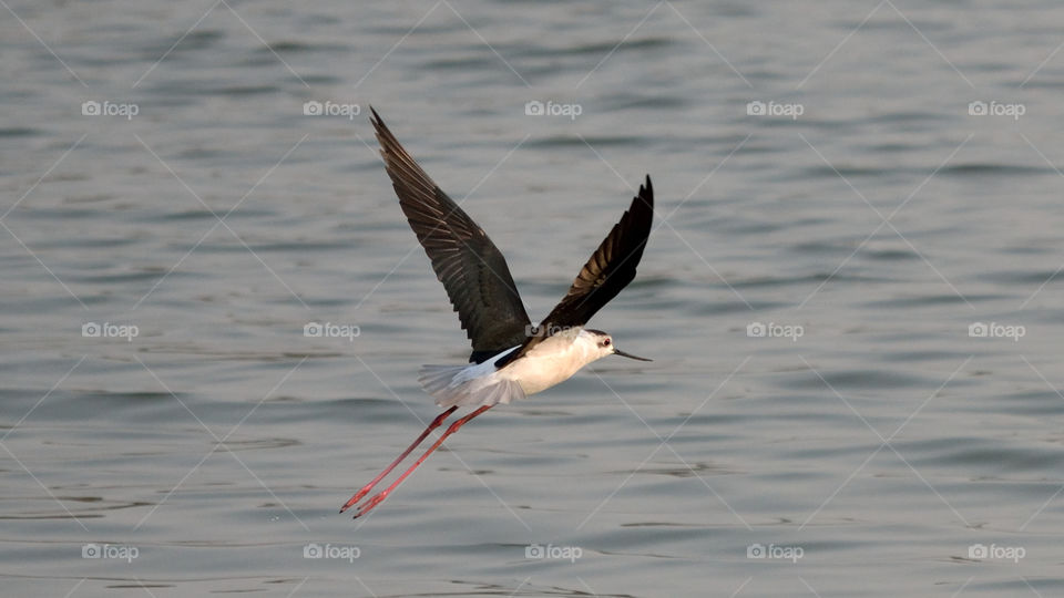 Black Winged Stilt