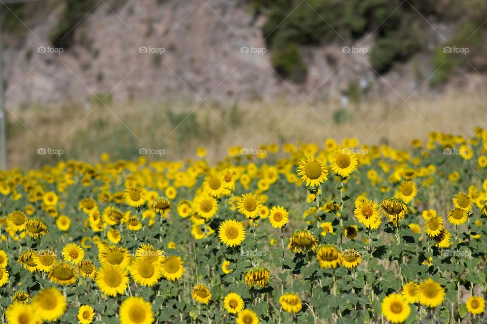 field of sunflowers in full bloom