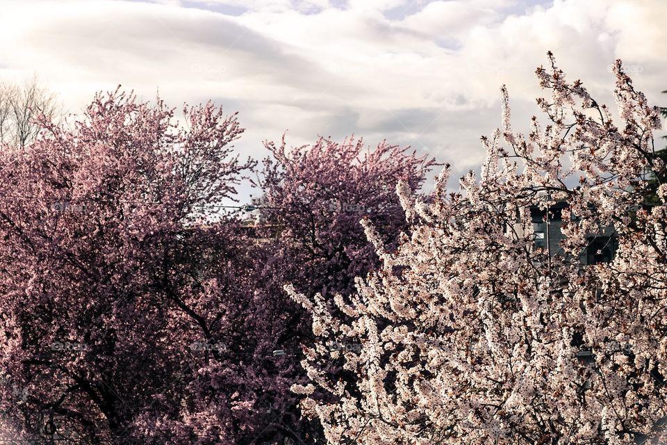 Cherry blossoms