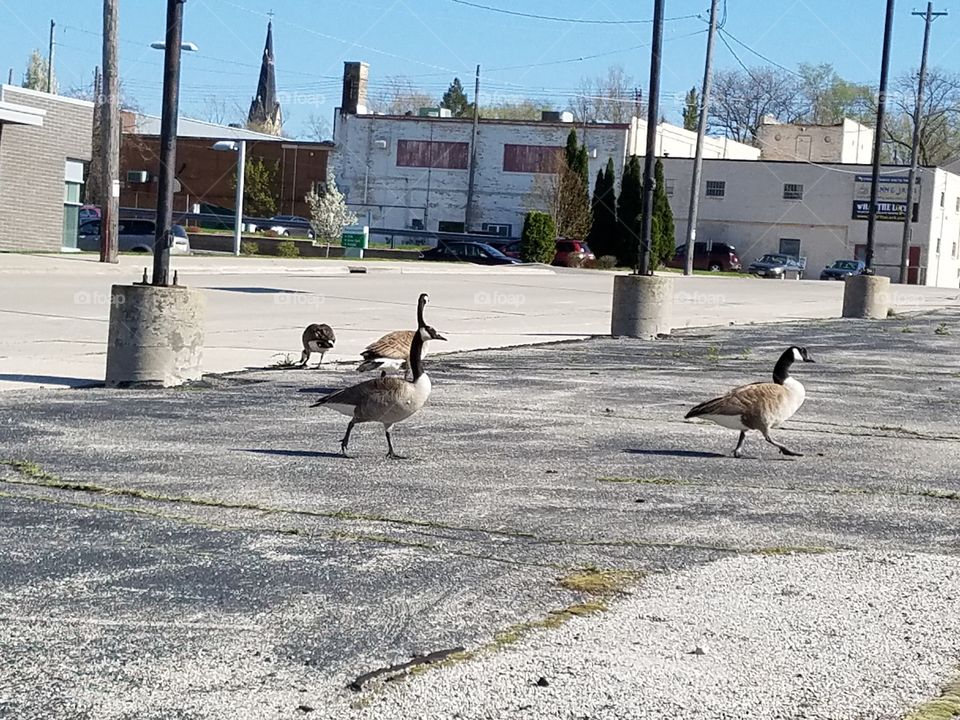 Gaggle of Geese