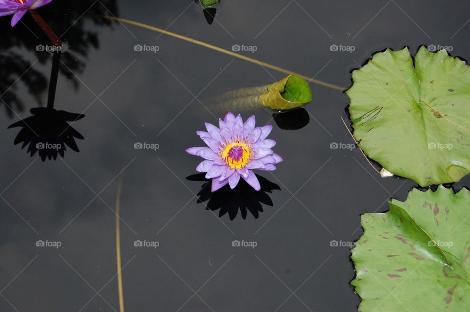 Water Lily. Water Lily in black reflection pond