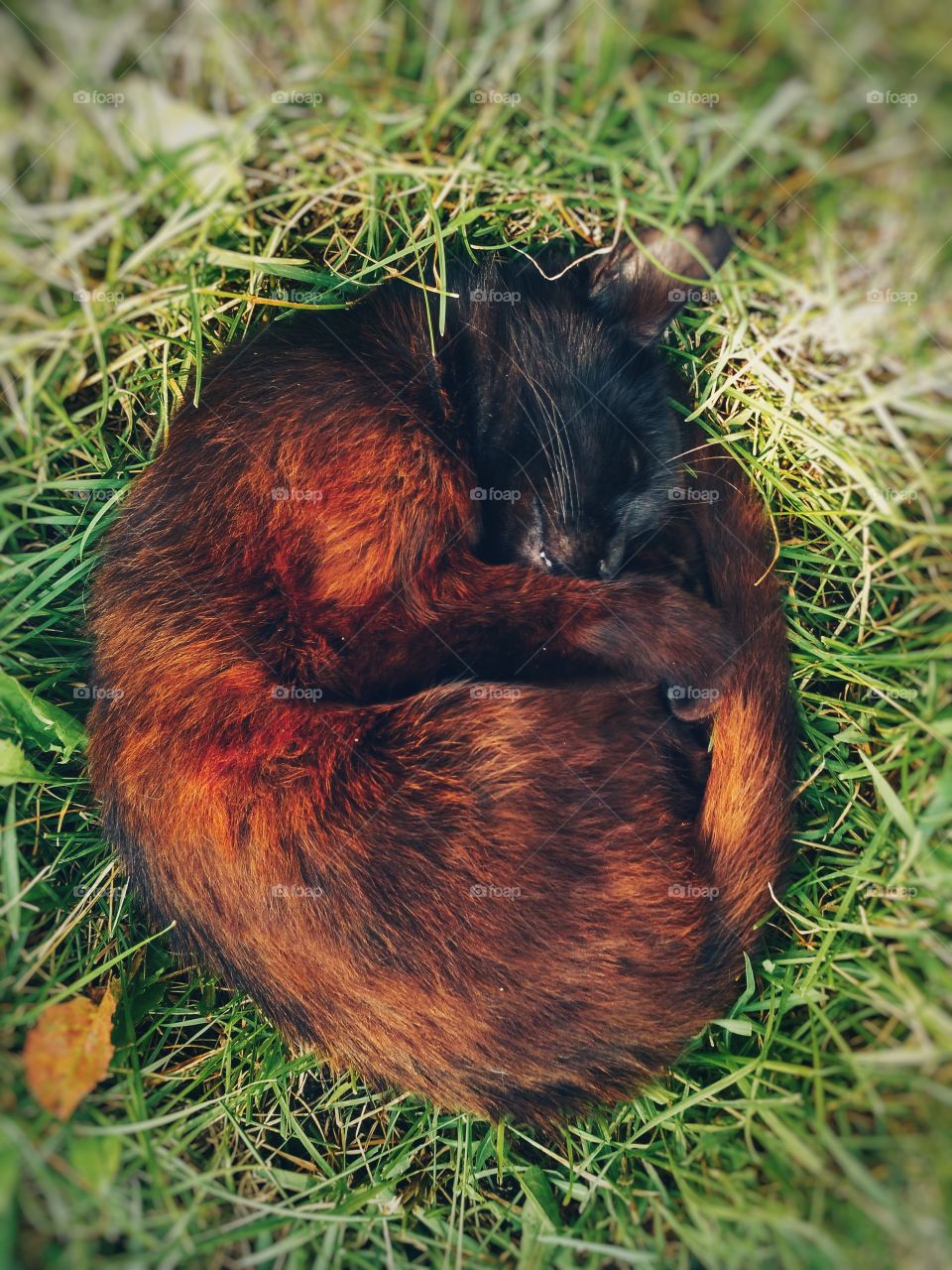 Cat sleeping in the grass