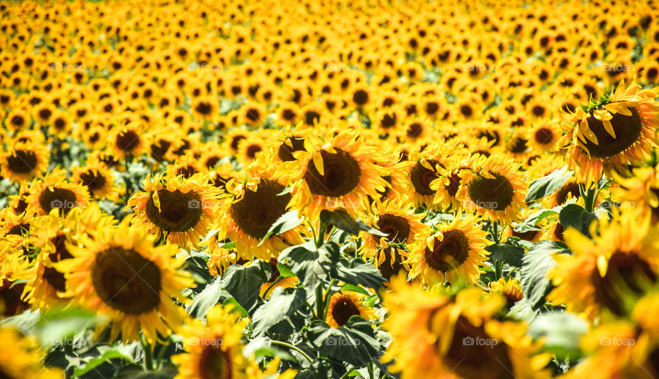 Sunflower, Nature, Flora, Flower, Summer