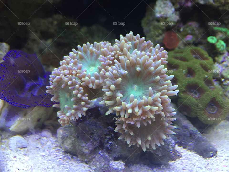 coral