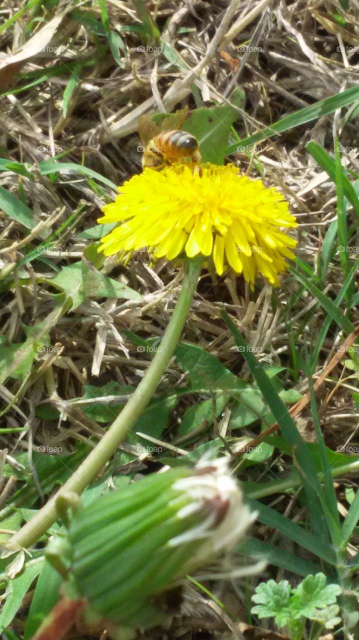dandelion and honey bee