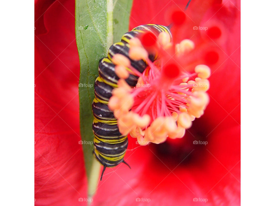 flower caterpillar by wme