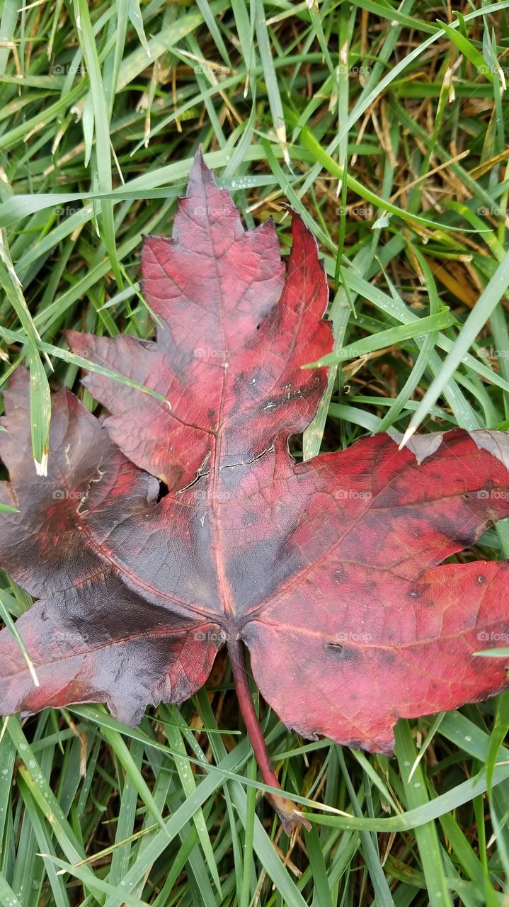 Leaf, Fall, Nature, Season, Flora